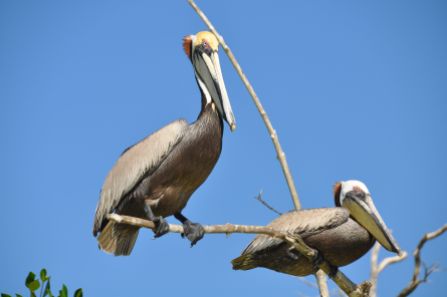 Pélicans de Rio Lagartos, Yucatan